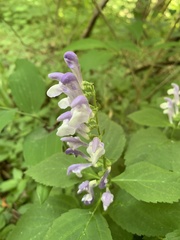 Scutellaria serrata