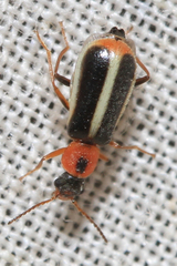 Attalus limbatus