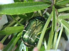 Cetonia aurata