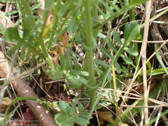 Rorippa pyrenaica