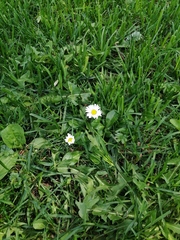 Bellis perennis