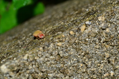 Lampyris germariensis