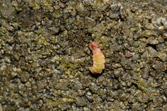 Lampyris germariensis