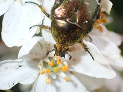 Cetonia aurata