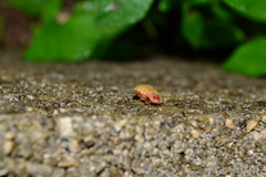 Lampyris germariensis