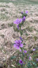 Malva sylvestris