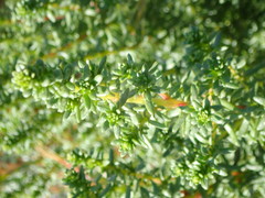 Artemisia campestris maritima