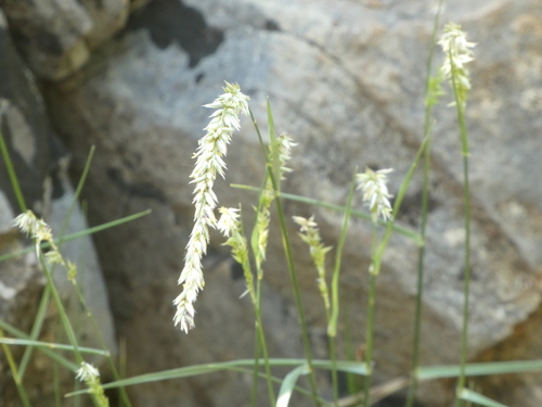 Mélique ciliata 4