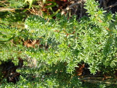 Artemisia campestris maritima