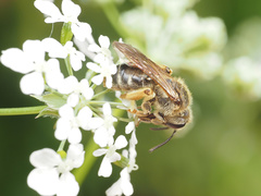Andrena hippotes