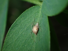 Aphididae