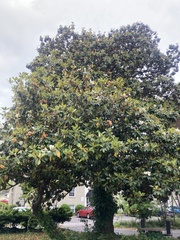 Magnolia grandiflora