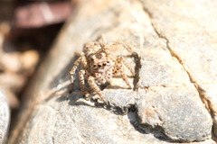 Langona tartarica