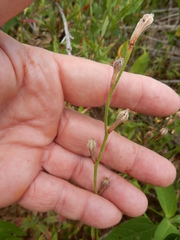 Oenothera sinuosa