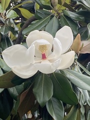 Magnolia grandiflora