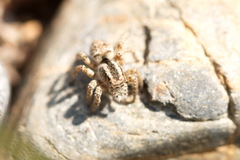 Langona tartarica