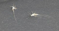 Maccaffertium mediopunctatum