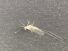 Maccaffertium mediopunctatum