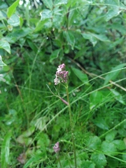 Ostericum tenuifolium