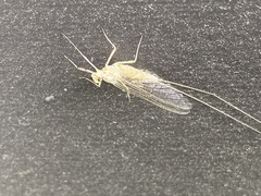 Maccaffertium mediopunctatum