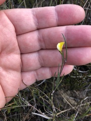 Aspalathus lebeckioides