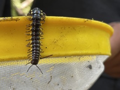 Harpaphe haydeniana scotia