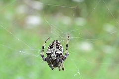 Araneus circe