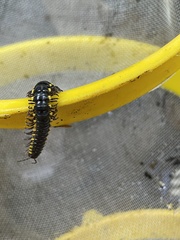 Harpaphe haydeniana scotia