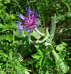 Centaurea fuscomarginata