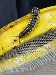 Harpaphe haydeniana scotia