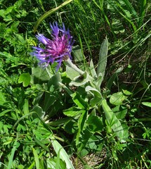 Centaurea fuscomarginata