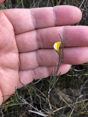 Aspalathus lebeckioides