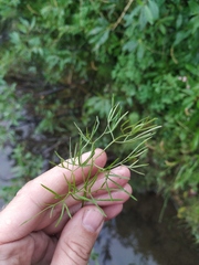 Ostericum tenuifolium