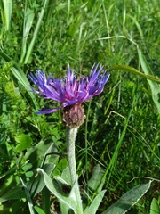 Centaurea fuscomarginata