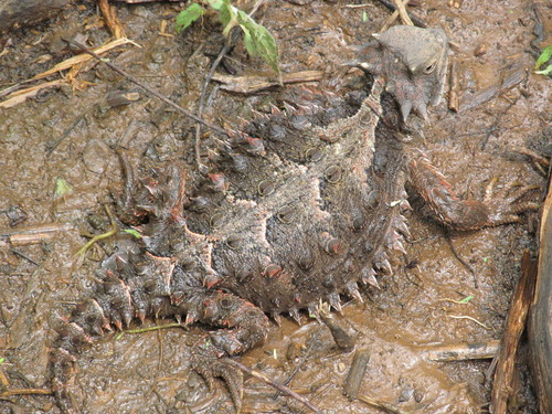 Giant Horned Lizard