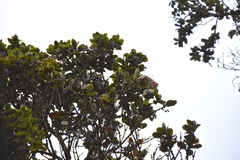 Chlorodrepanis stejnegeri