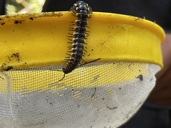 Harpaphe haydeniana scotia
