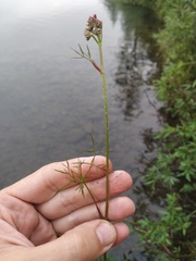 Ostericum tenuifolium