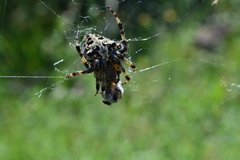 Araneus circe