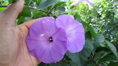 Ipomoea crinicalyx