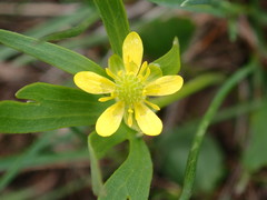 Ranunculus inamoenus inamoenus