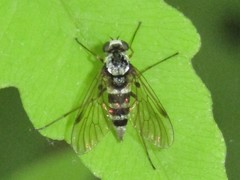 Chrysopilus fasciatus