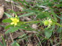 Ranunculus inamoenus inamoenus