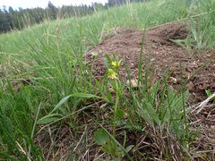 Ranunculus inamoenus inamoenus