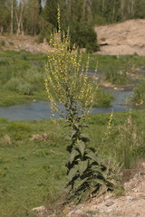 Verbascum songaricum