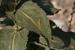 Verbascum songaricum