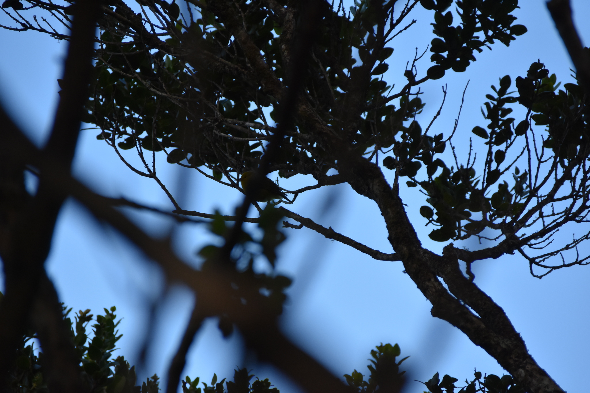 Anianiau (Magumma parva), photo 7