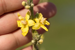 Verbascum songaricum