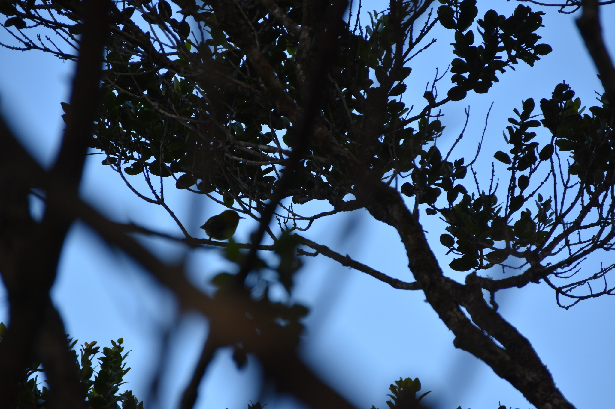 Anianiau (Magumma parva), photo 9