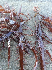 Chondracanthus chamissoi